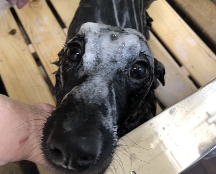 名古屋市のペットホテルをお探しなら | Etoile～エトワール～