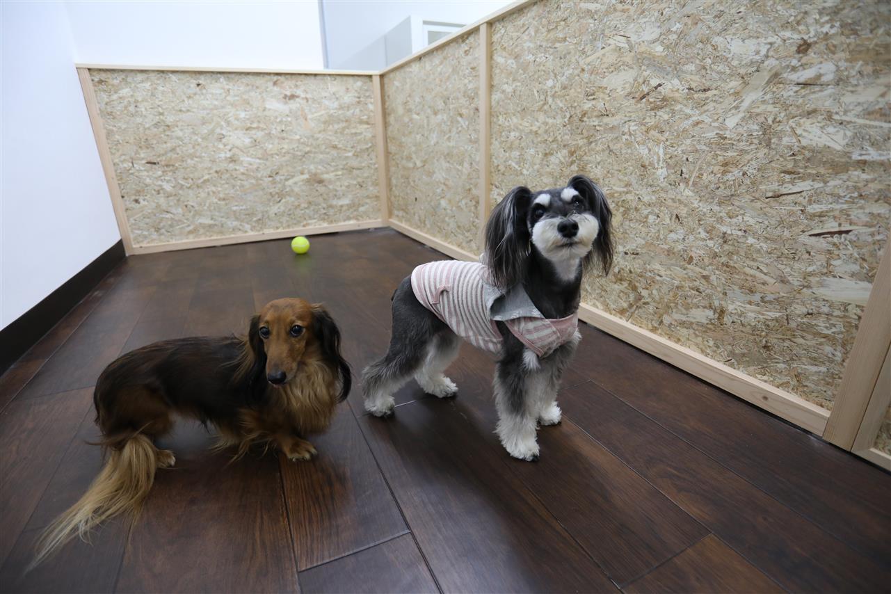 名古屋市のペットホテルをお探しの方は | Etoile～エトワール～